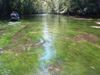 Water Plants